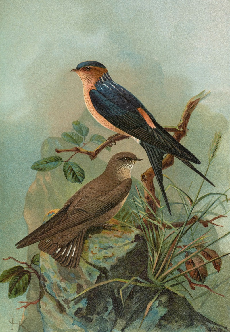 Hirundo rufula Temm, Biblis rupestris by Johann Friedrich Naumann — digital art print download