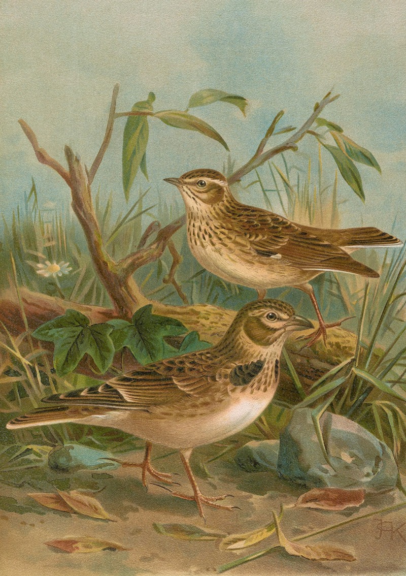 Melanocorypha calandra , Lullula arborea by Johann Friedrich Naumann — digital art print download