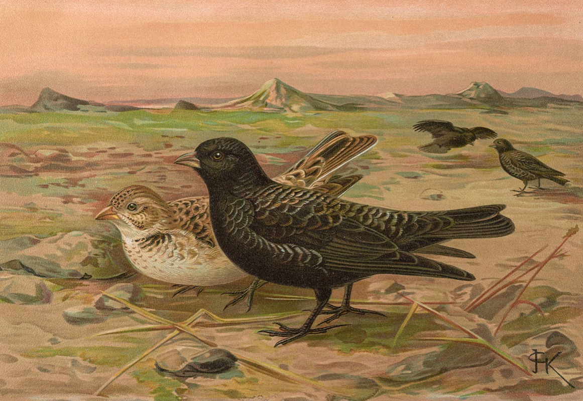 Melanocorypha yeltoniensis by Johann Friedrich Naumann — digital art print download