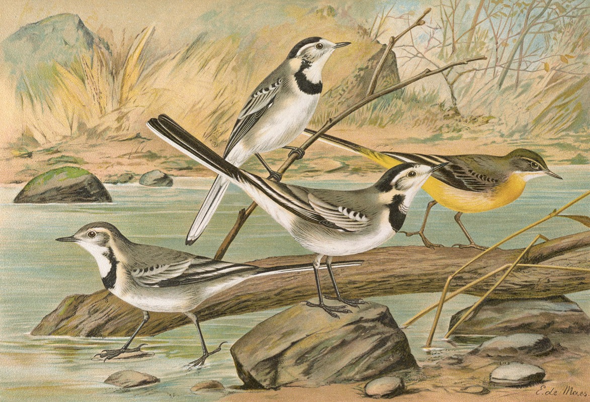 Motacilla alba, Motacilla boarula — Johann Friedrich Naumann