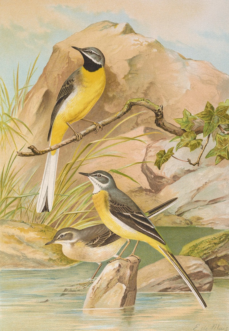 Motacilla boarula by Johann Friedrich Naumann — digital art print download