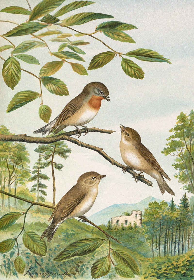 Muscicapa parva Bechst by Johann Friedrich Naumann — digital art print download
