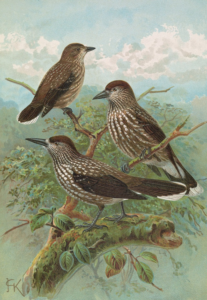 Nucifraga caryocatactes by Johann Friedrich Naumann — digital art print download