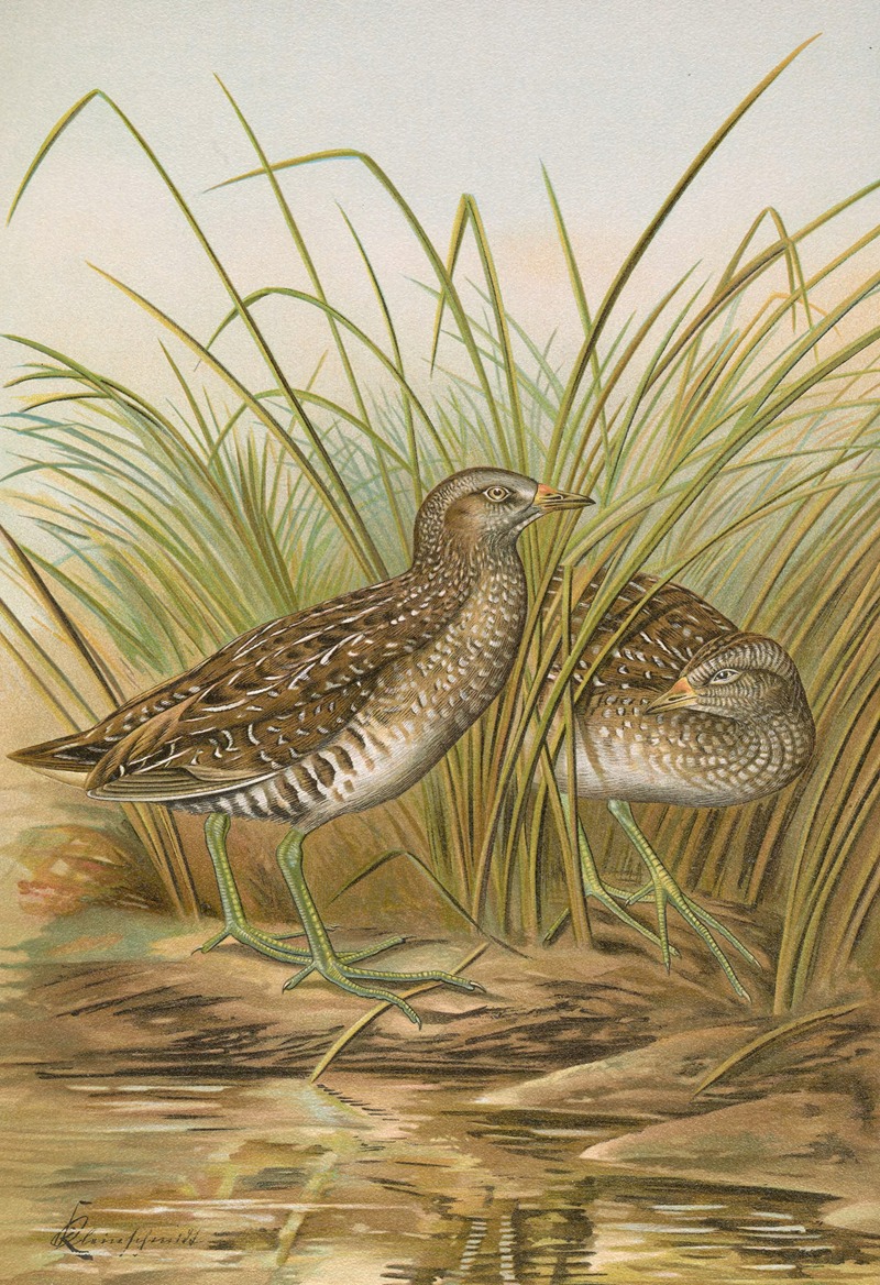 Ortygometra porzana — Иоганн Фридрих Науман