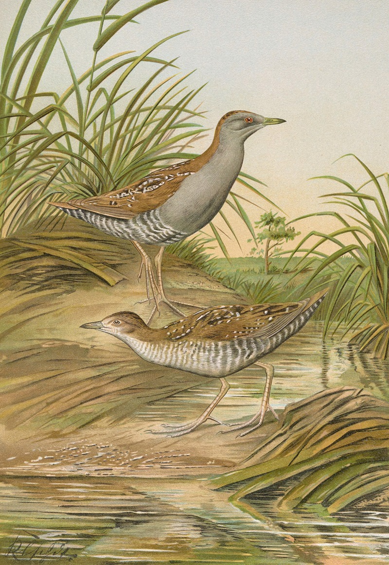 Ortygometra pusilla by Johann Friedrich Naumann — digital art print download