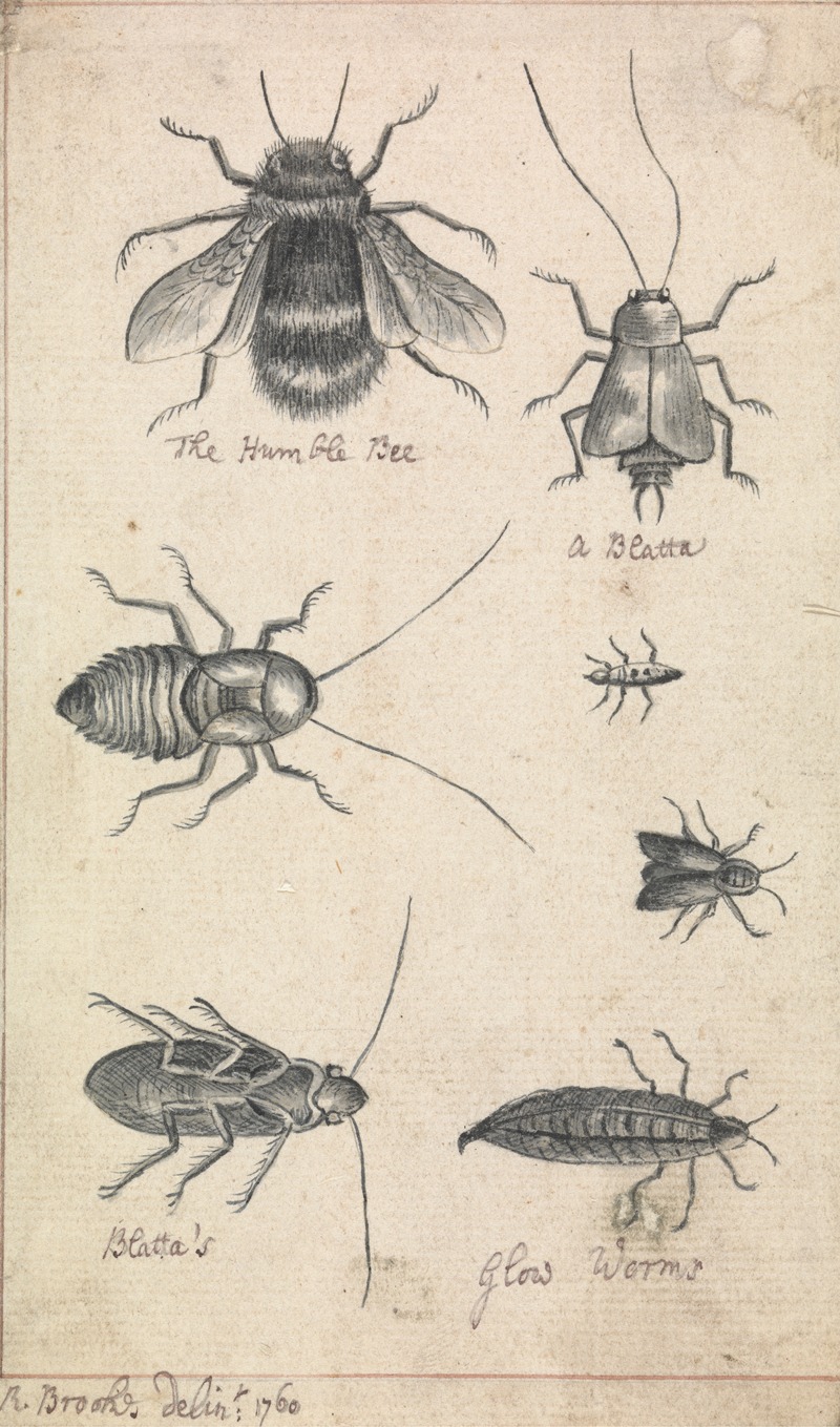The Humble Bee and Insects by Richard Brookes, 1760 — digital art print download