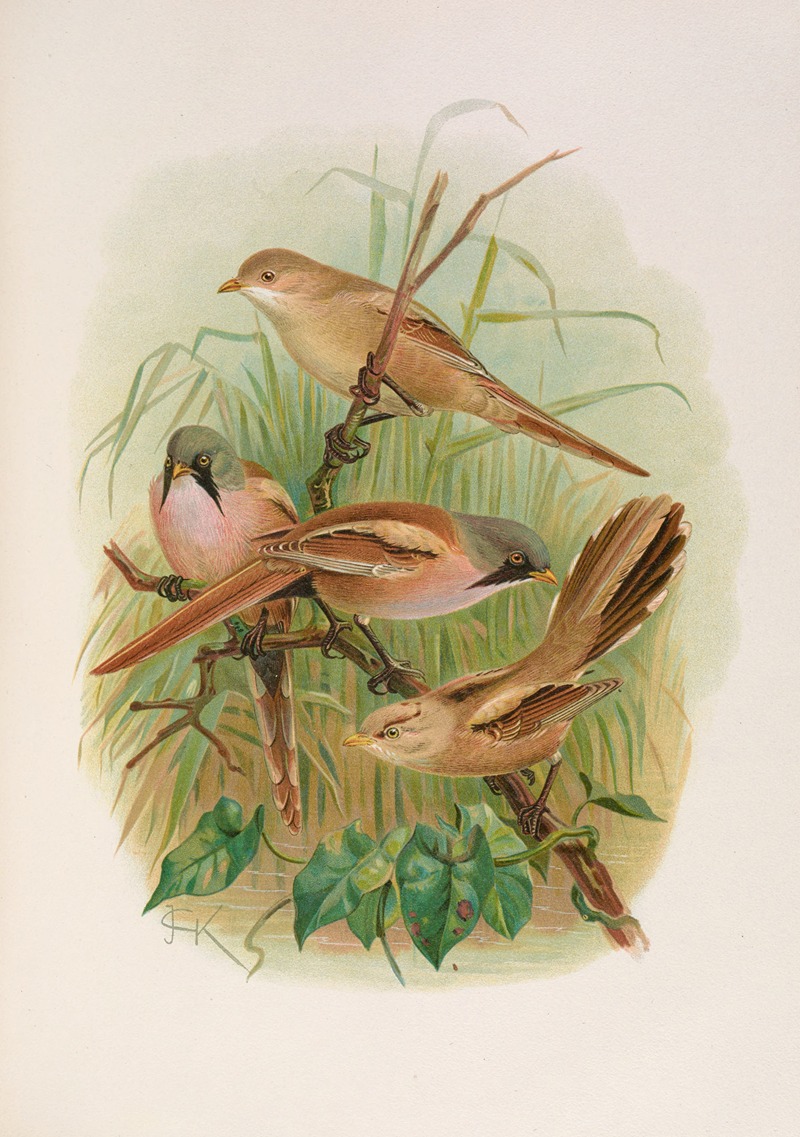 Panurus biarmicus by Johann Friedrich Naumann — digital art print download