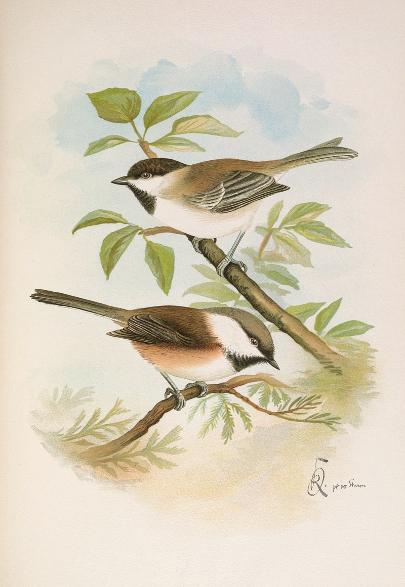 Parus cinctus, Parus lugubris by Johann Friedrich Naumann — digital art print download