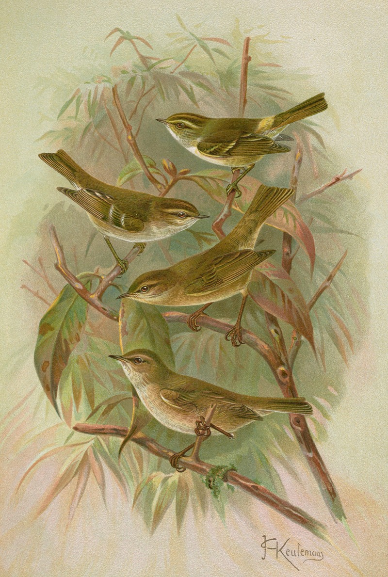 Phylloscopus proregulus, superciliosus, rufus, tristis Blyth — Иоганн Фридрих Науман
