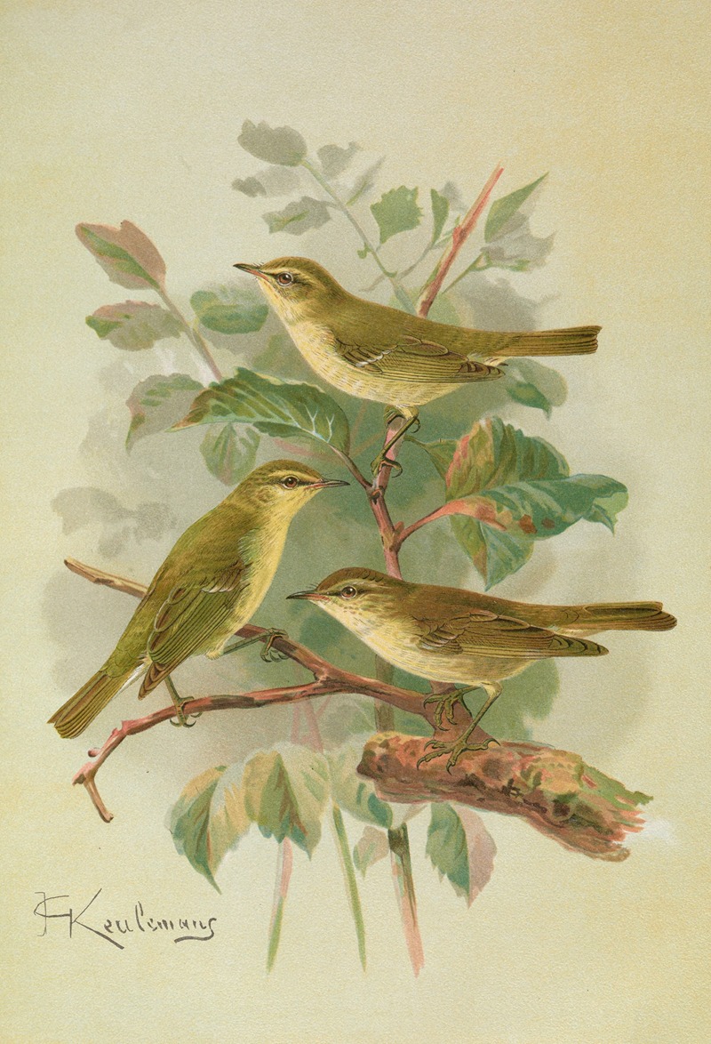 Phylloscopus viridanus, nitidus, borealis by Johann Friedrich Naumann — digital art print download