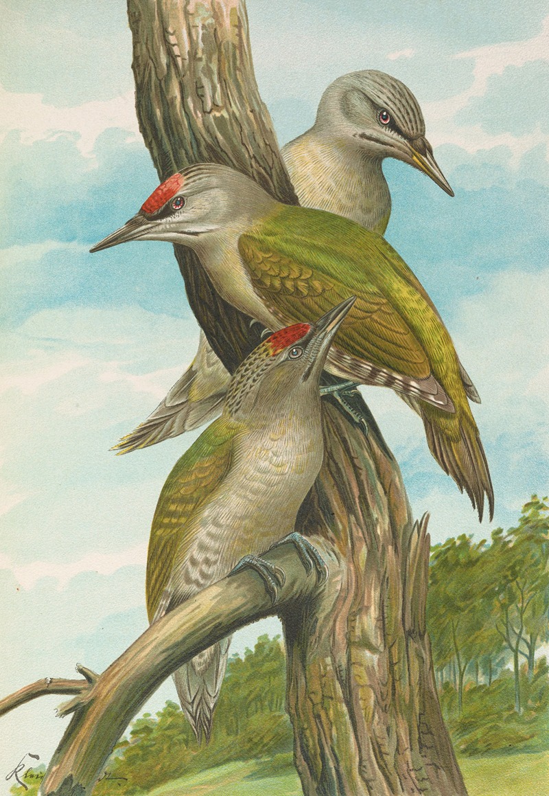 Picus canus by Johann Friedrich Naumann — digital art print download