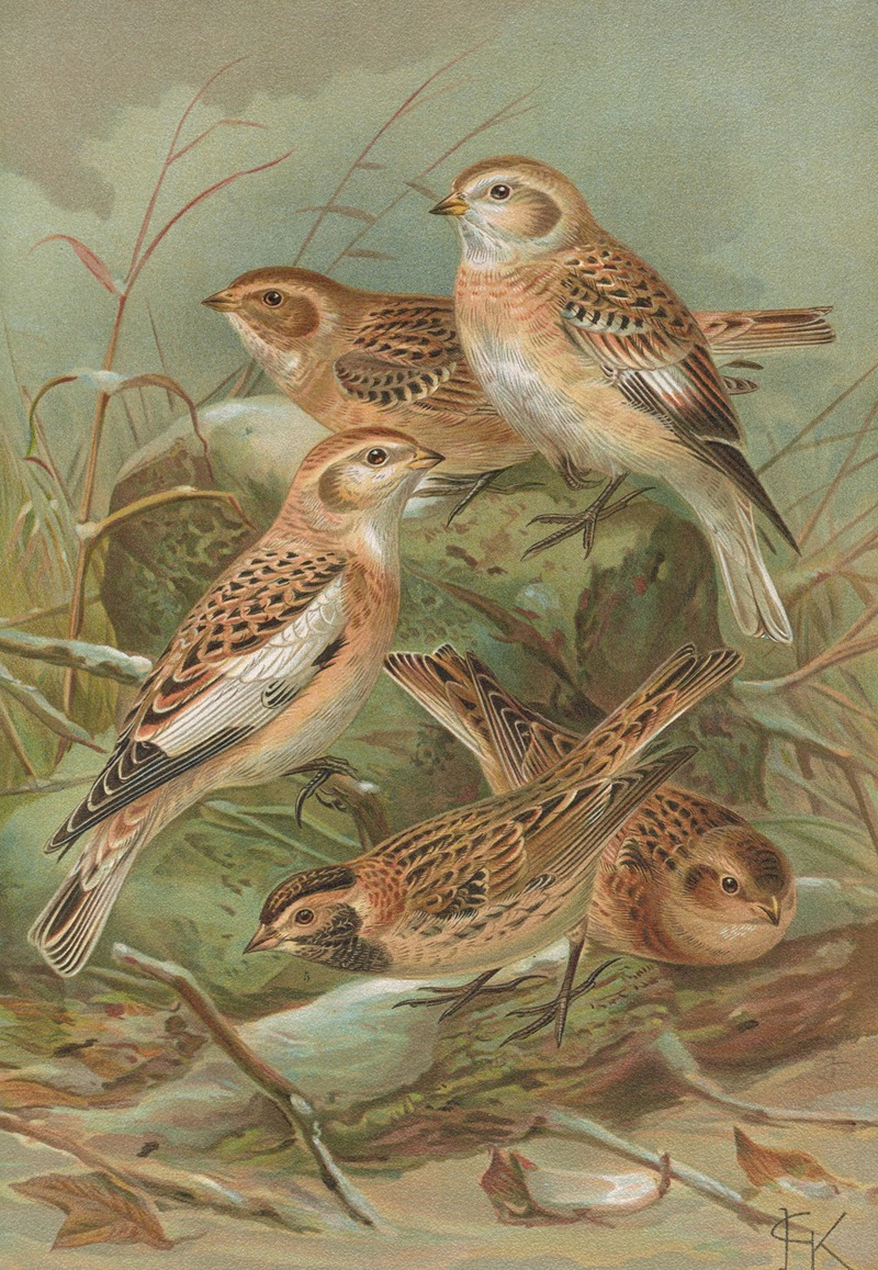 Plectrophenax nivalis, Calcarius lapponicus — Johann Friedrich Naumann