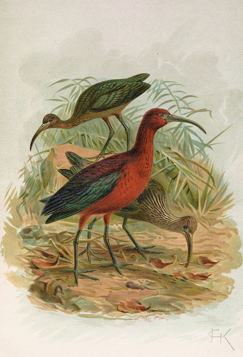 Plegadis falcinellus by Johann Friedrich Naumann — digital art print download