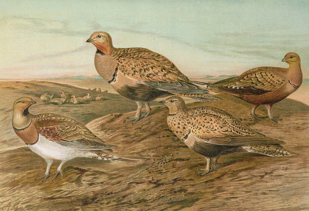 Pterocles arenarius, Pterocles alchata, Pterocles exustus Temm by Johann Friedrich Naumann — digital art print download