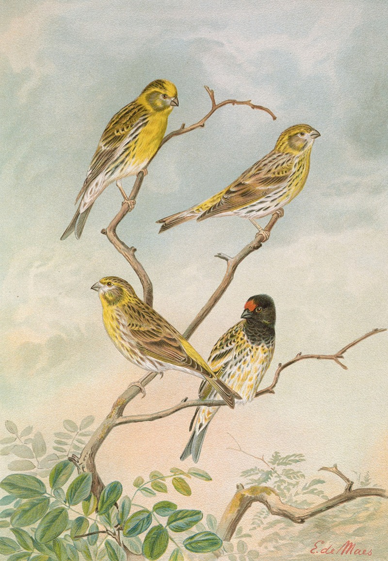 Serinus serinus, Serinus pusillus by Johann Friedrich Naumann — digital art print download
