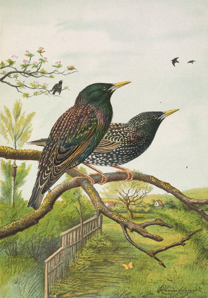 Sturnus vulgaris by Johann Friedrich Naumann — digital art print download
