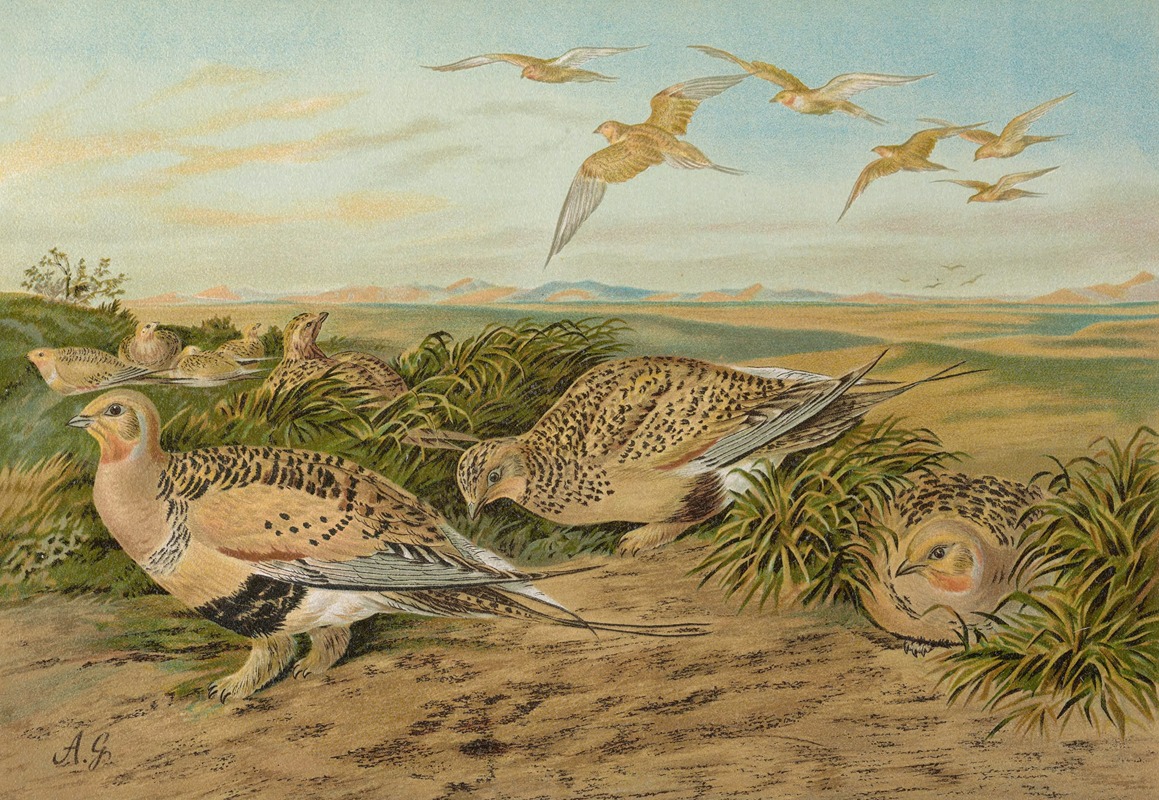Syrrhaptes paradoxus by Johann Friedrich Naumann — digital art print download