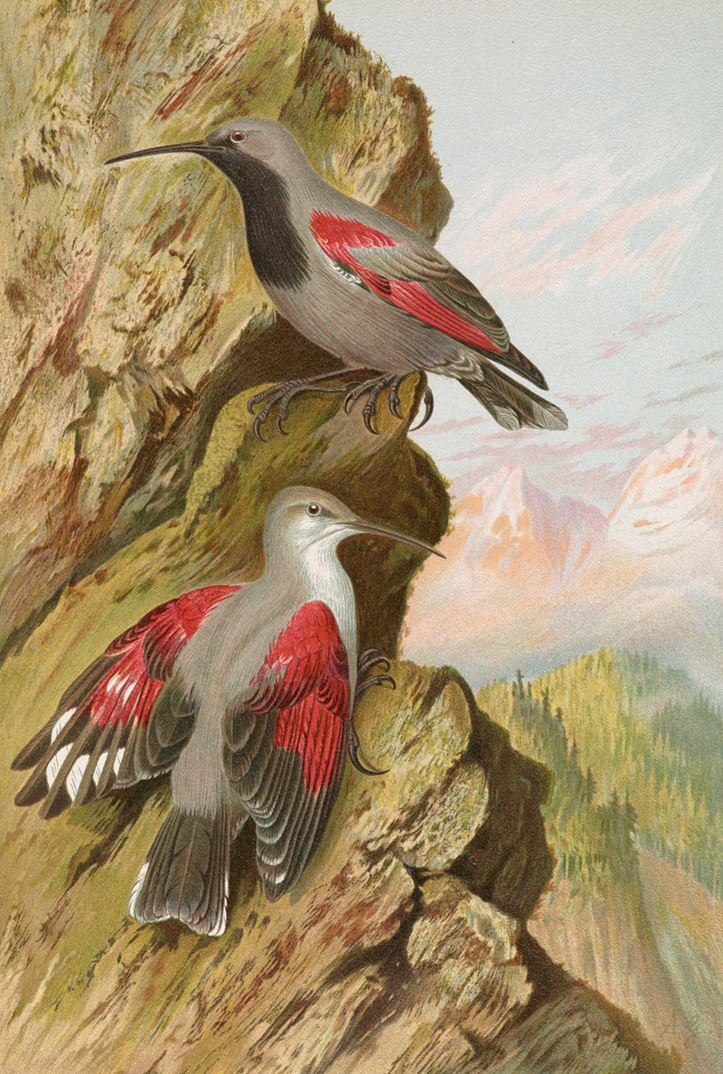 Tichodroma muraria by Johann Friedrich Naumann — digital art print download