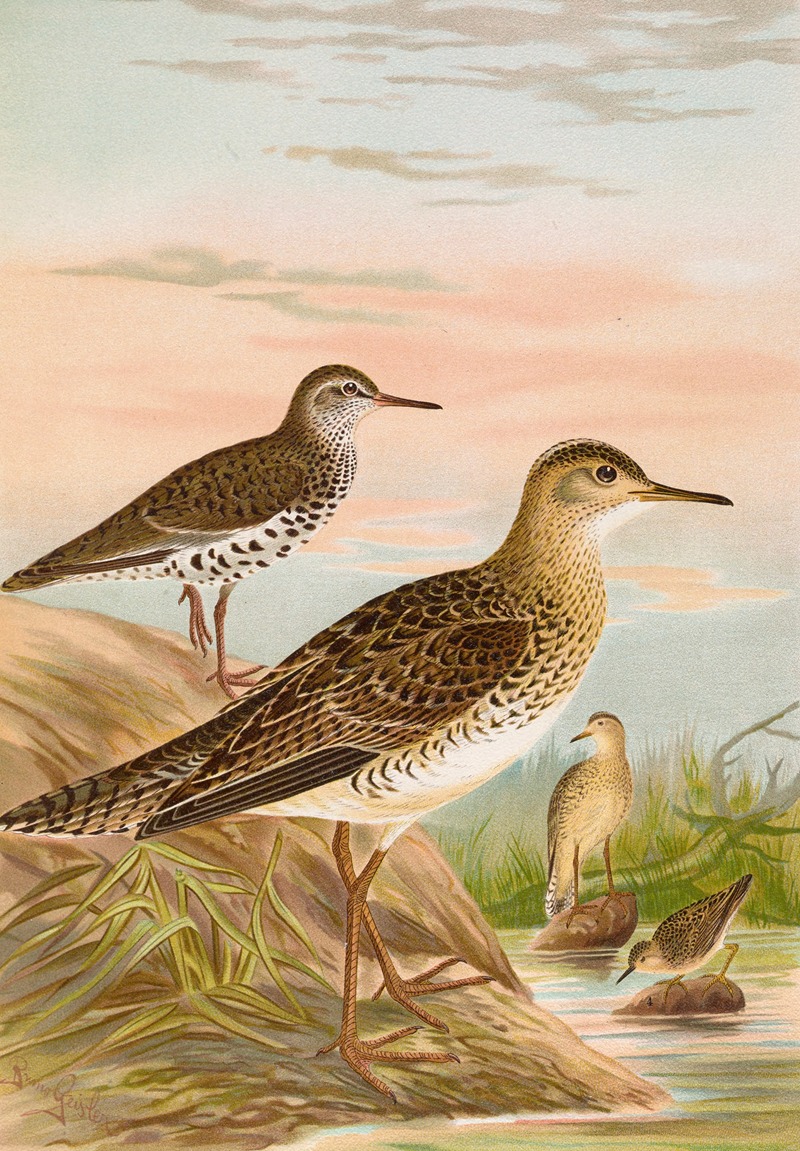 Bartramia longicauda, Tringoides macularius, Tryngites rufescens — Иоганн Фридрих Науман