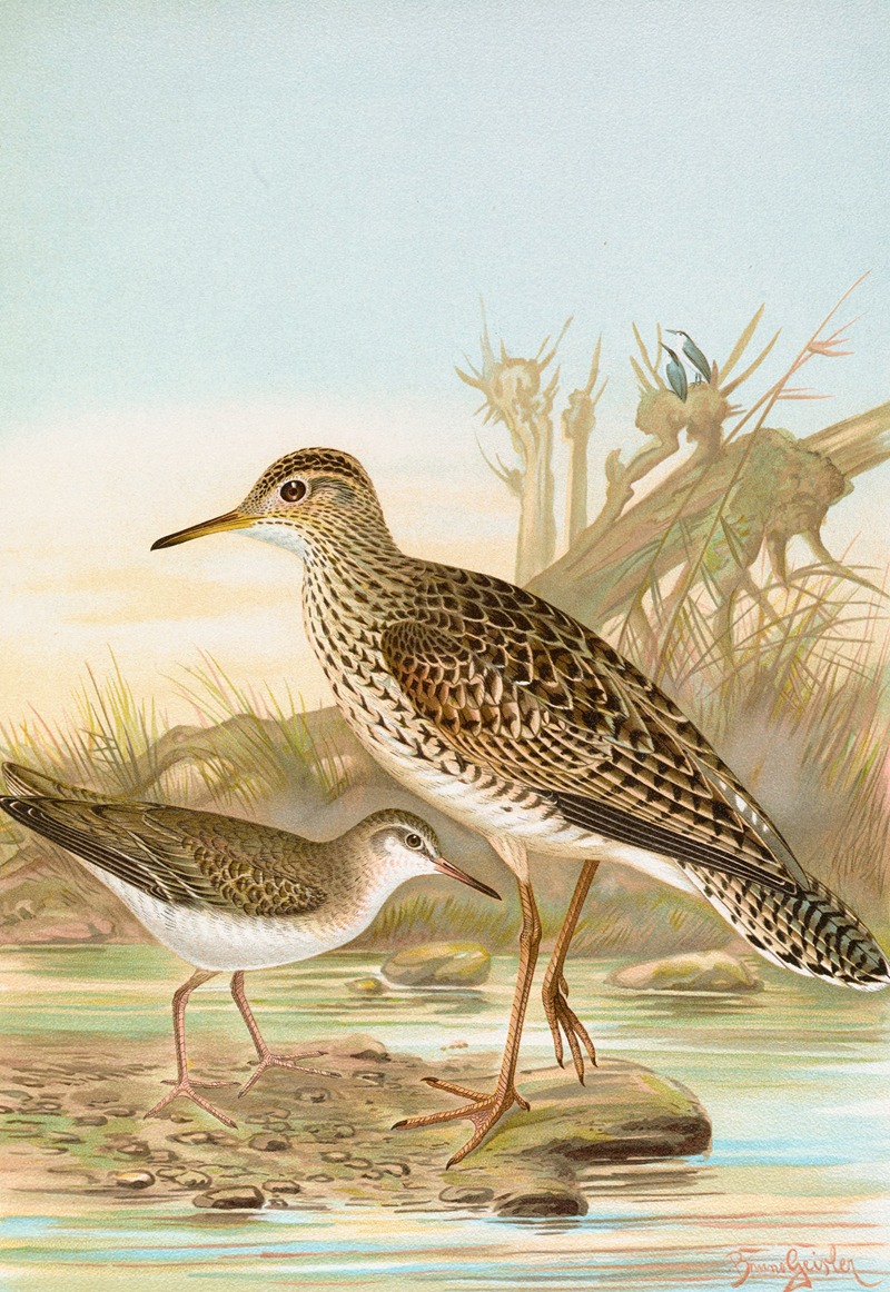 Bartramia longicauda, Tringoides macularius by Johann Friedrich Naumann — digital art print download