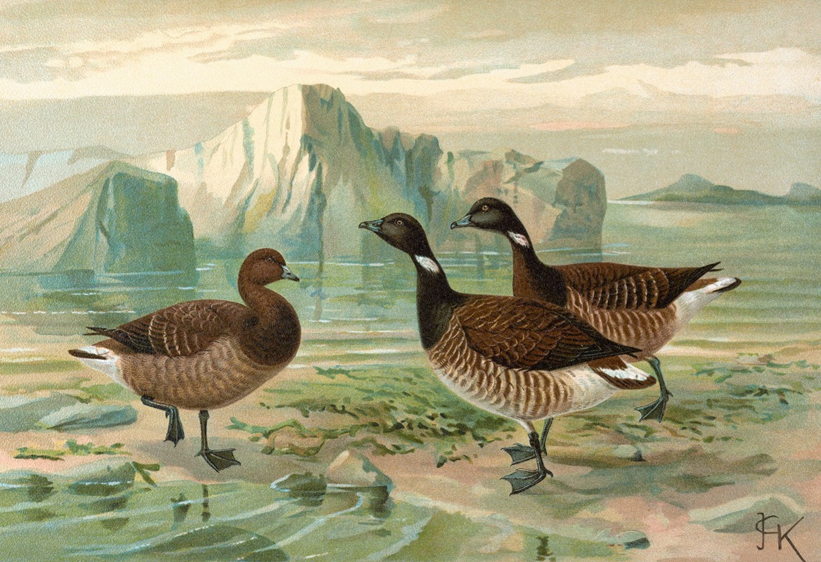 Branta bernicla by Johann Friedrich Naumann — digital art print download