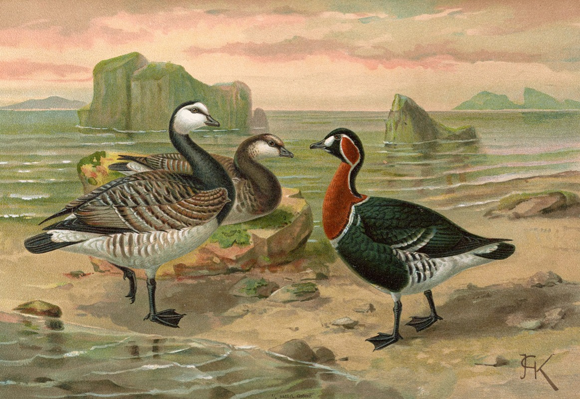 Branta leucopsis by Johann Friedrich Naumann — digital art print download