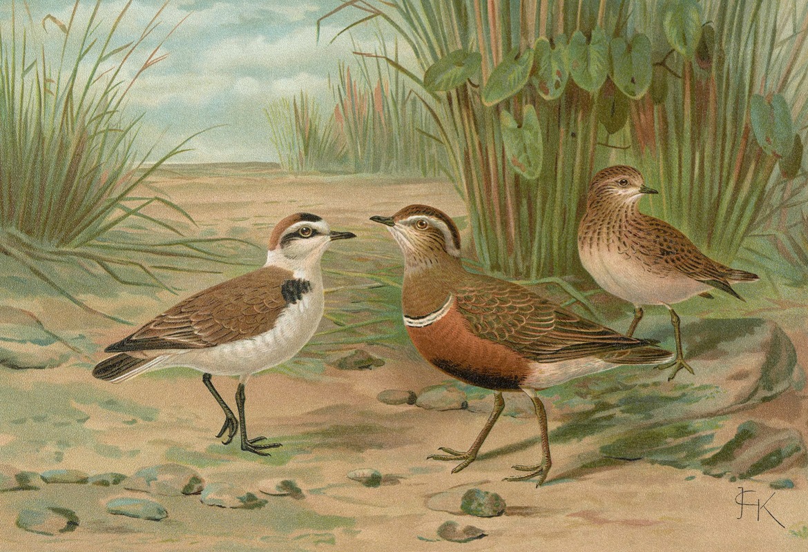 Charadrius alexandrinus, Charadrius morinellus by Johann Friedrich Naumann — digital art print download