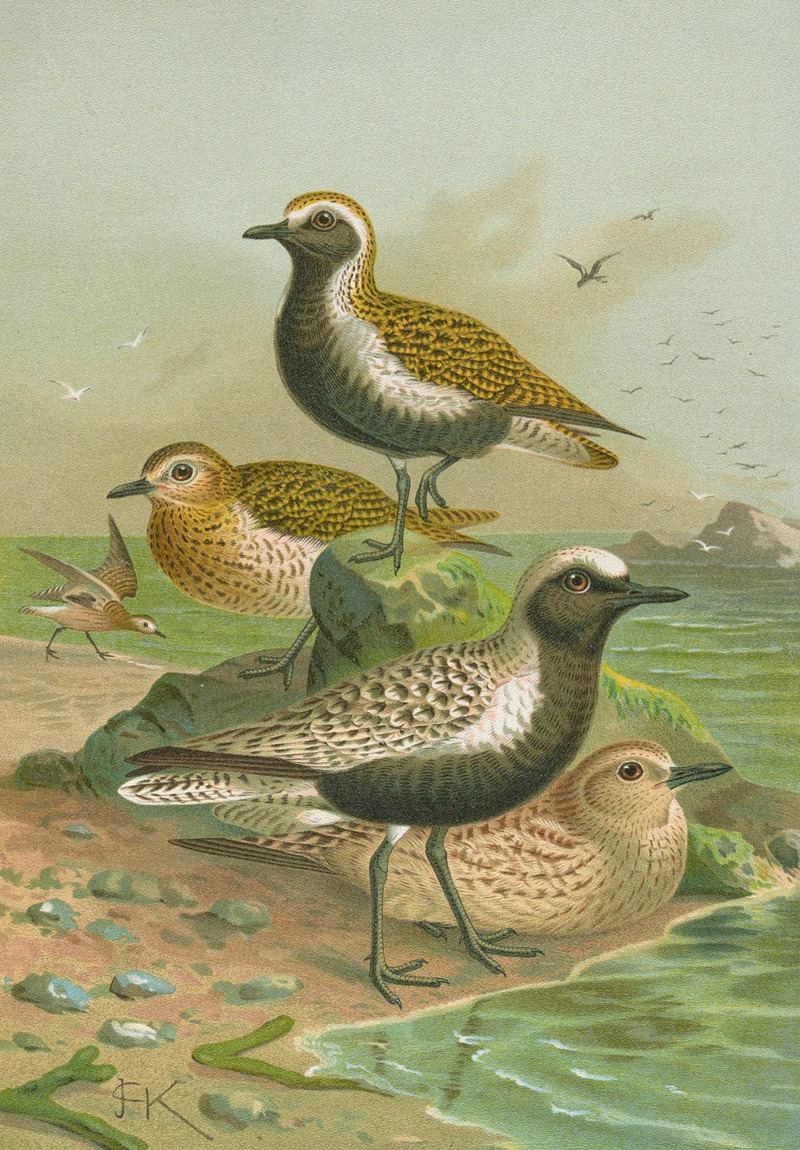 Charadrius pluvialis, Charadrius squatarola by Johann Friedrich Naumann — digital art print download