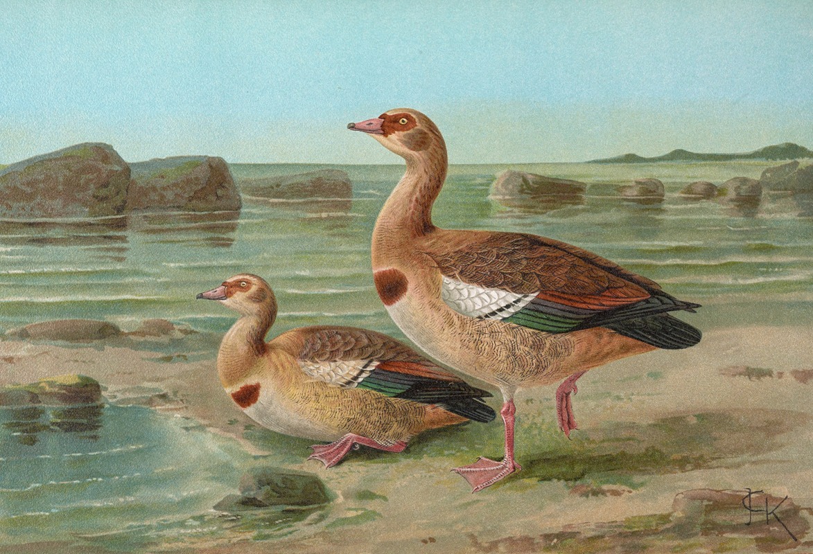 Chenalopex aegyptiacus by Johann Friedrich Naumann — digital art print download