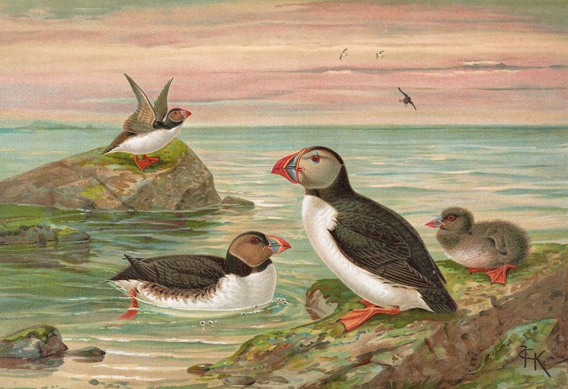 Fratercula arctica (L.), Arktischer Lund — Johann Friedrich Naumann