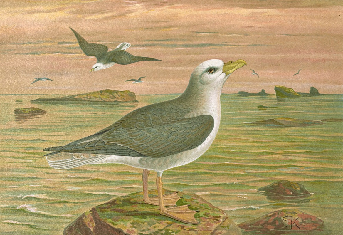 Fulmarus glacialis, Eis-Movensturmvogel by Johann Friedrich Naumann — digital art print download