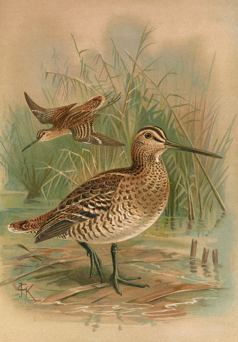 Gallinago major by Johann Friedrich Naumann — digital art print download
