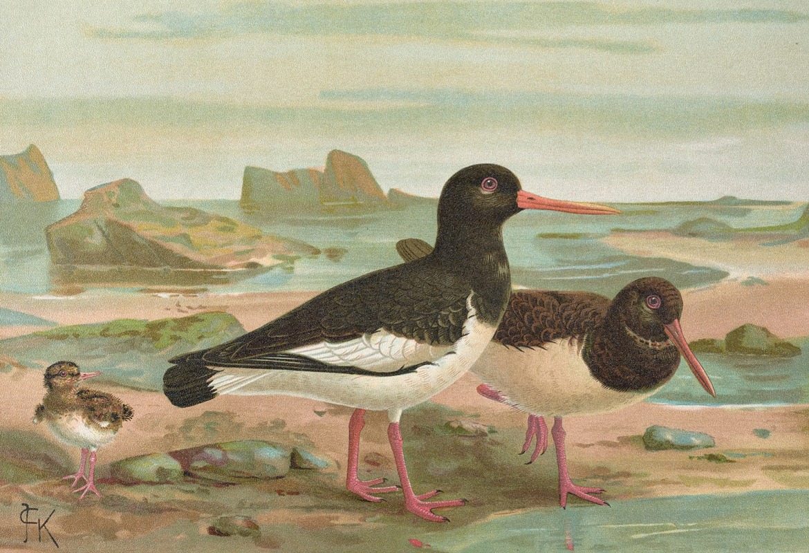 Haematopus ostrilegus by Johann Friedrich Naumann — digital art print download