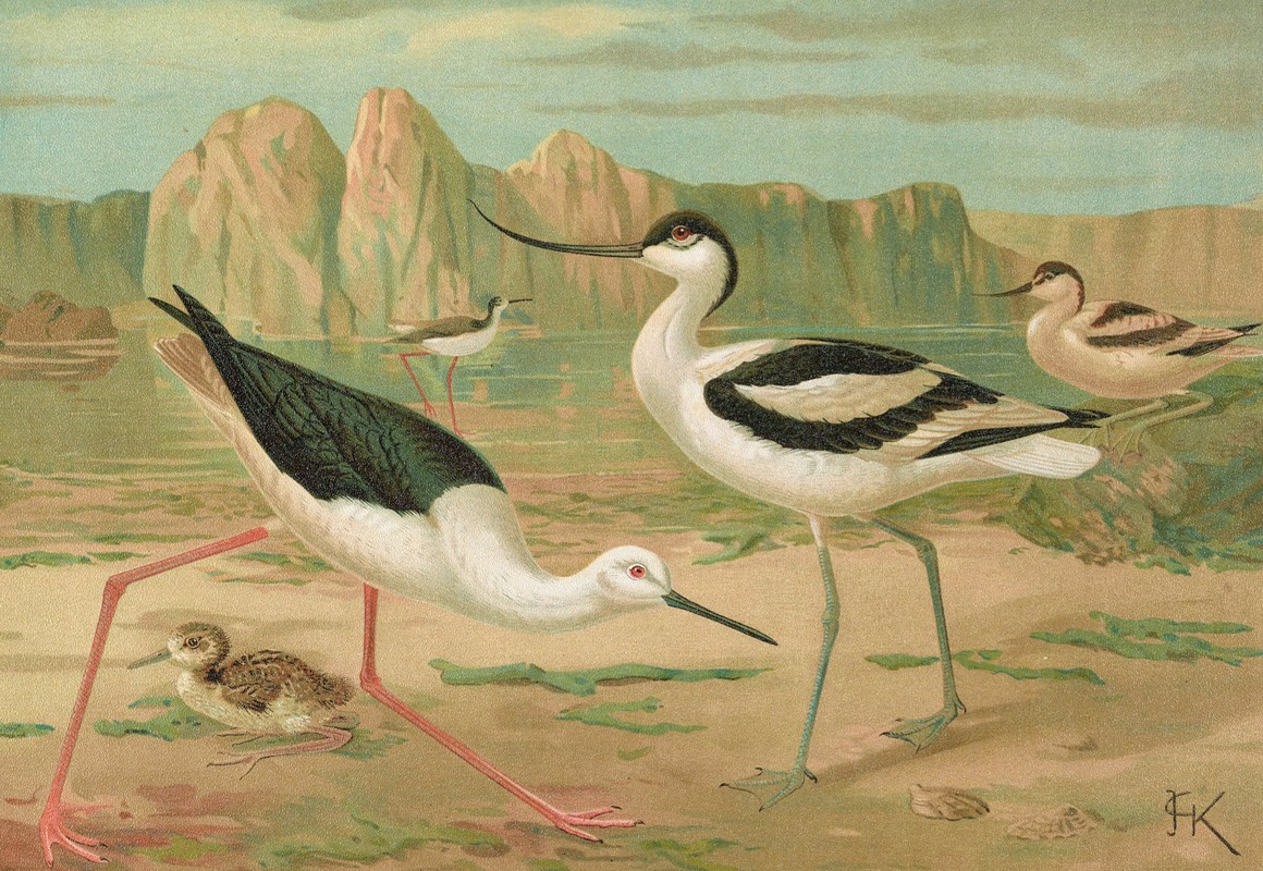 Himantopus himantopus, Recurvirostra avocetta — Иоганн Фридрих Науман