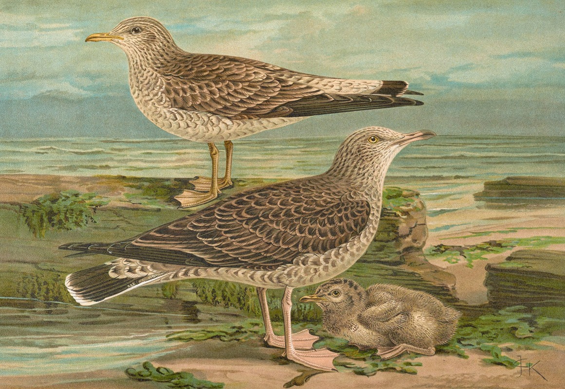 Larus canus, Larus argentatus Brunn. by Johann Friedrich Naumann — digital art print download