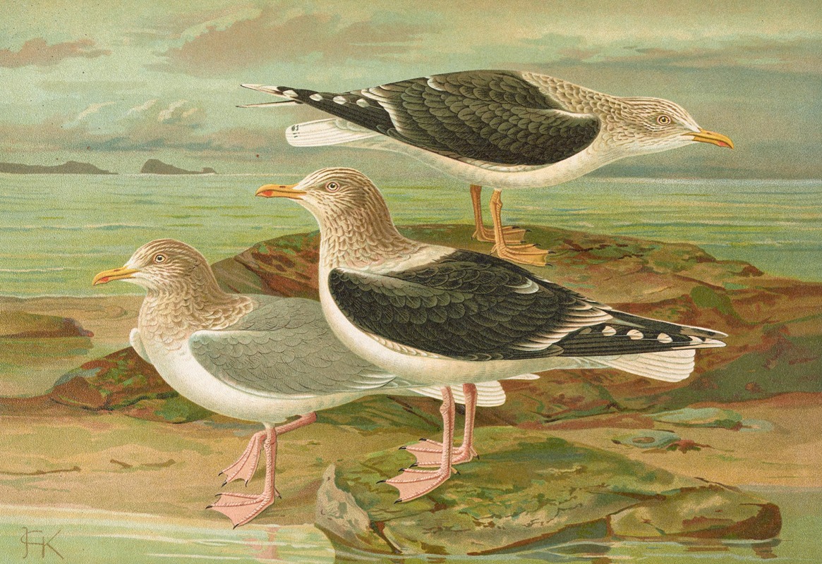 Larus fuscus, Larus marinus, Larus glaucus Brunn. by Johann Friedrich Naumann — digital art print download