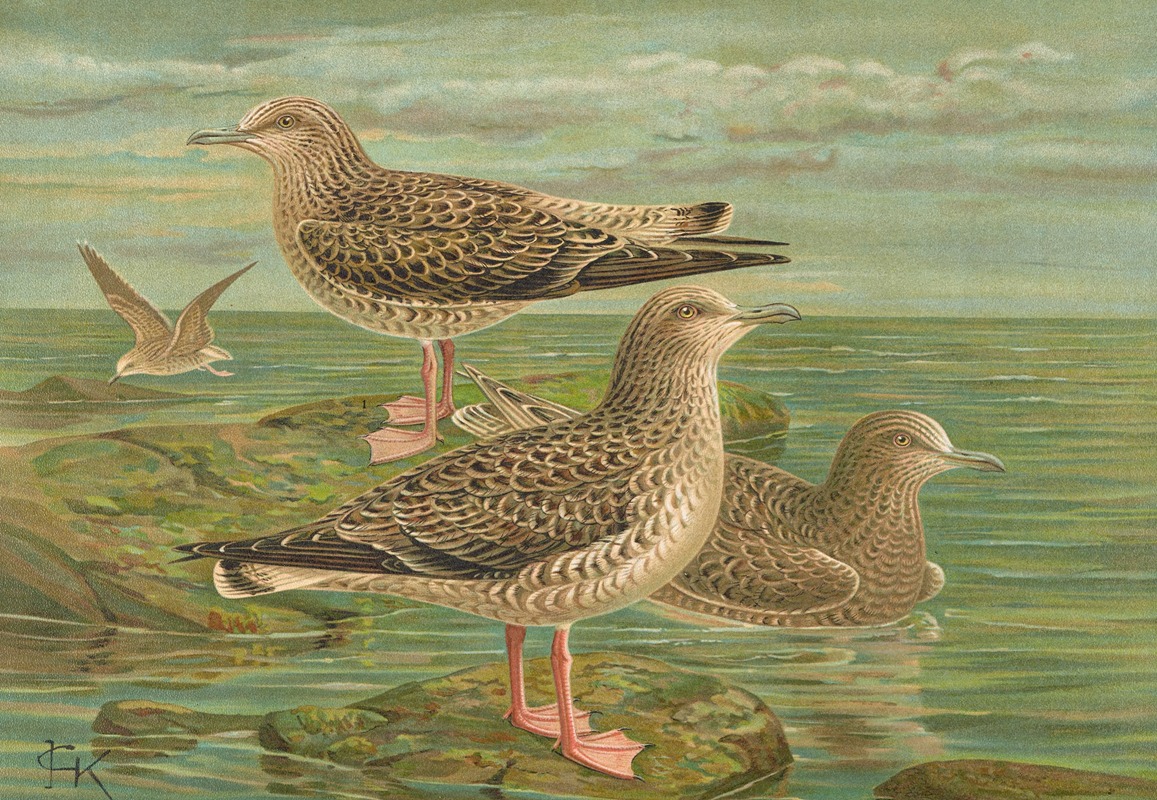 Larus fuscus, Larus marinus, Larus glaucus Brùnn. by Johann Friedrich Naumann — digital art print download