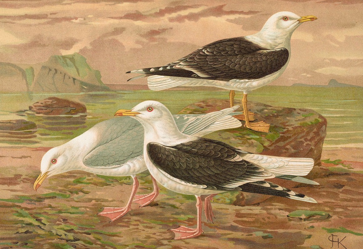 Larus fuscus, Larus marinus, Larus glaucus Brunn by Johann Friedrich Naumann — digital art print download