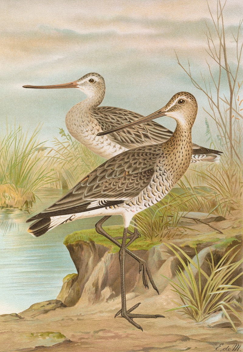 Limosa limosa, Limosa lapponica. — Иоганн Фридрих Науман