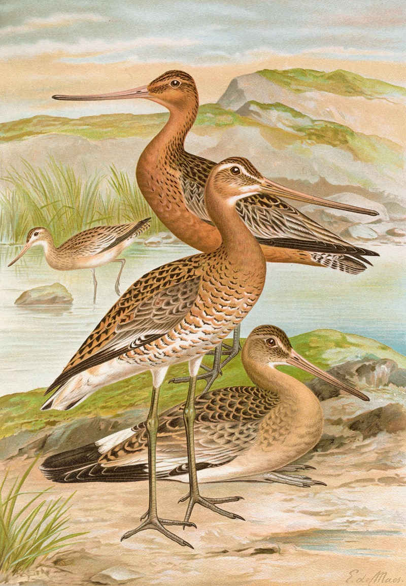 Limosa limosa, Limosa lapponica — Иоганн Фридрих Науман