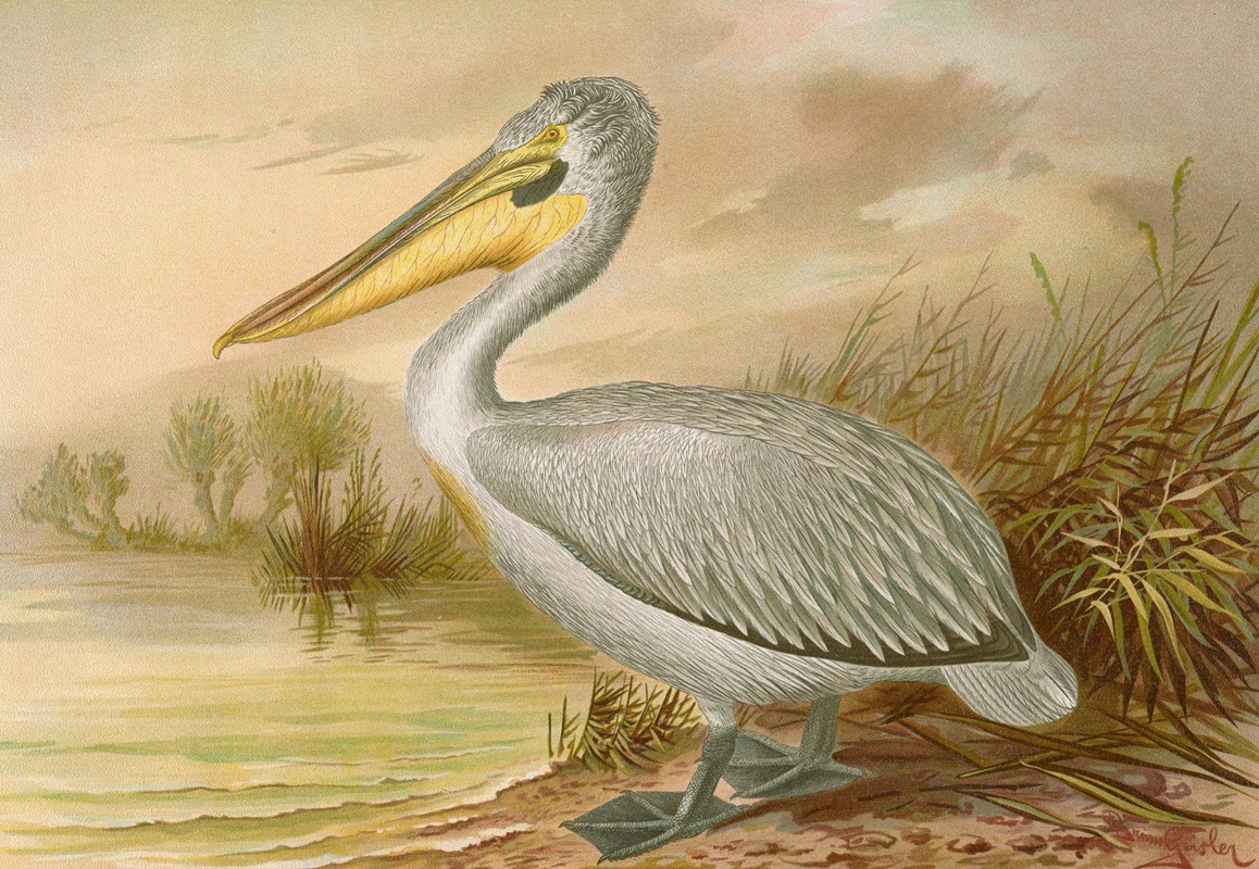 Pelecanus crispus by Johann Friedrich Naumann — digital art print download