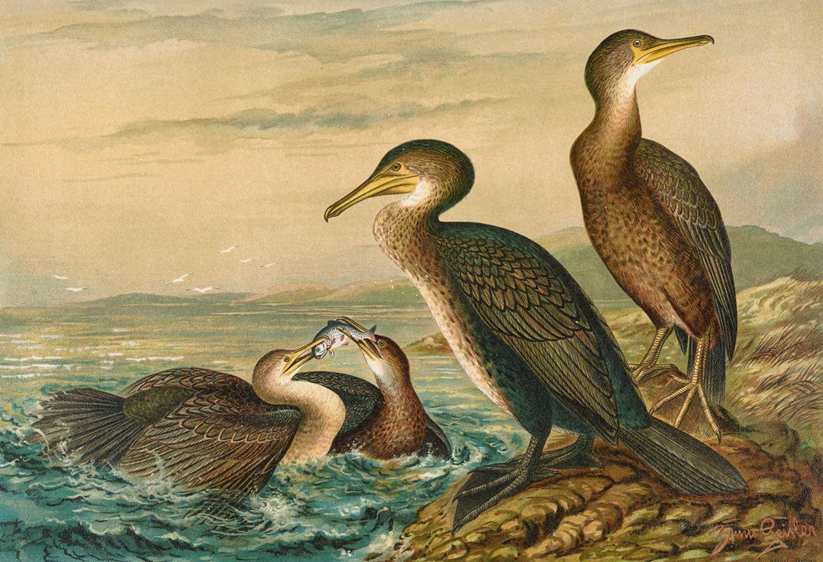 Phalacrocorax carbo, Phalacrocorax graculus, Phalacrocorax pygmaeus by Johann Friedrich Naumann — digital art print download
