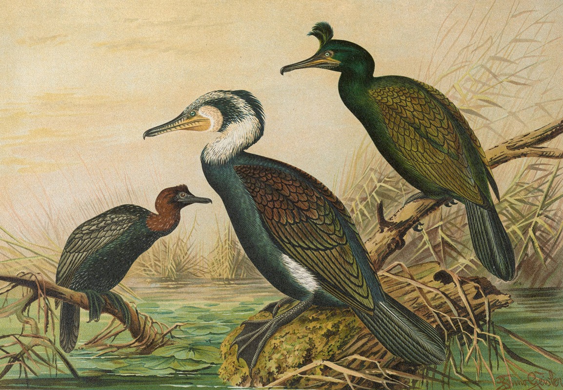 Phalacrocorax carbo, Phalacrocorax graculus, Phalacrocorax pygmaeus by Johann Friedrich Naumann — digital art print download