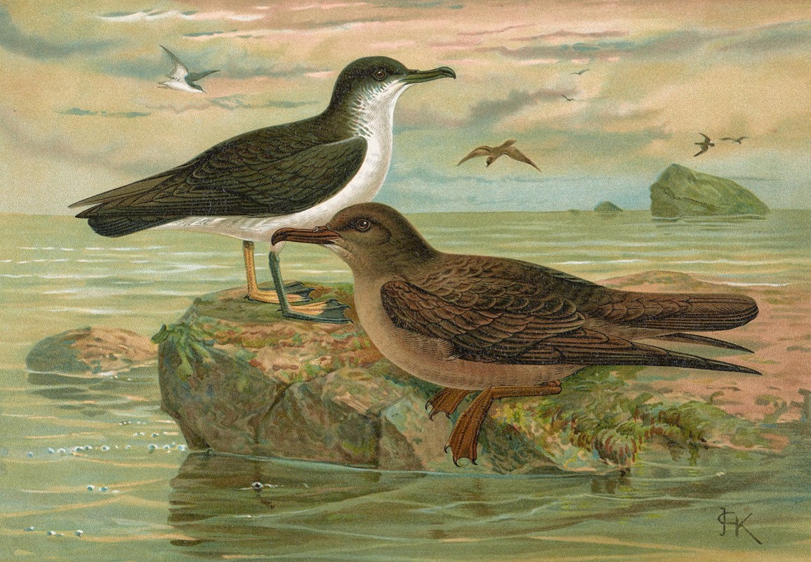 Puffinus puffinus (Brunn.), Puffinus griseus — Johann Friedrich Naumann