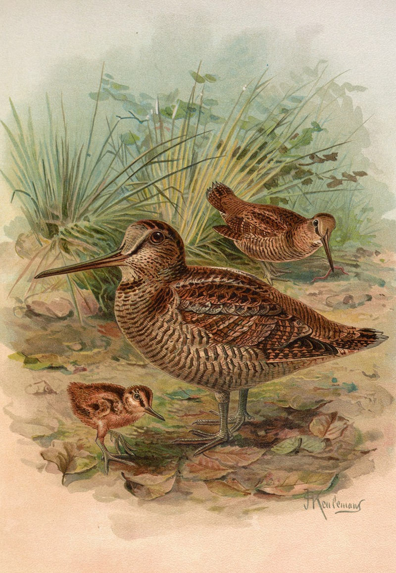 Scolopax rusticula by Johann Friedrich Naumann — digital art print download