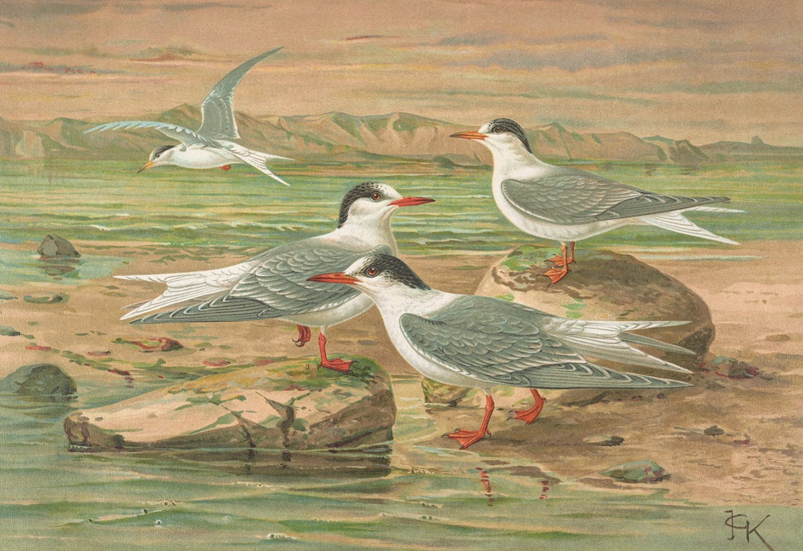 Sterna minuta, Sterna macrura, Sterna hirundo by Johann Friedrich Naumann — digital art print download