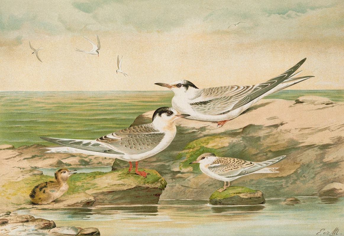 Sterna minuta, Sterna macrura, Sterna hirundo. by Johann Friedrich Naumann — digital art print download