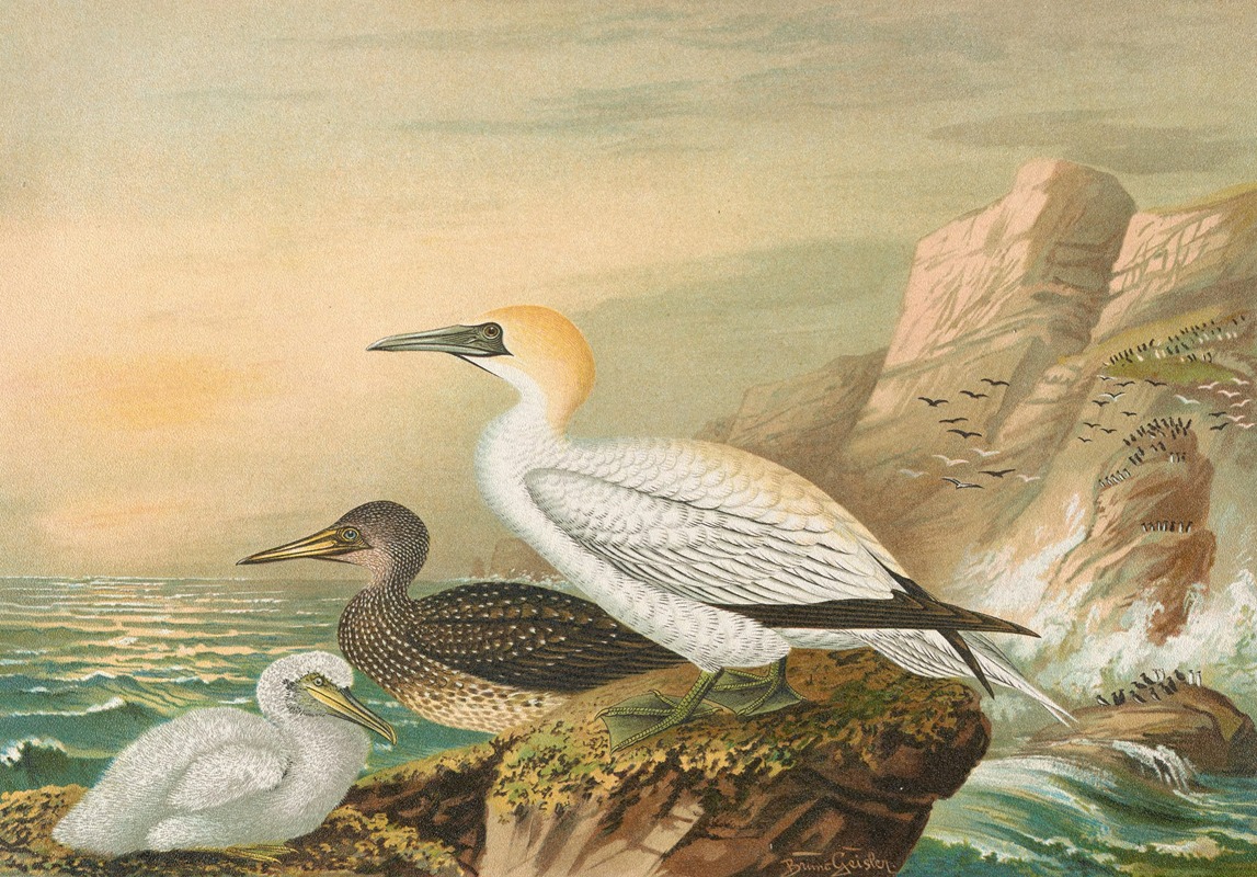 Sula bassana by Johann Friedrich Naumann — digital art print download
