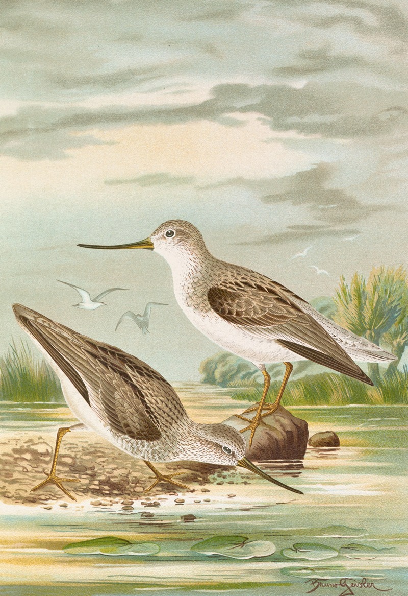 Terekia cinerea by Johann Friedrich Naumann — digital art print download