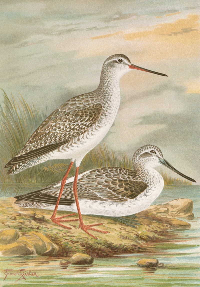 Totanus fuscus, Totanus littoreus. by Johann Friedrich Naumann — digital art print download